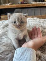 Britse korthaar kitten te koop lilac/fawn, Dieren en Toebehoren, Katten en Kittens | Raskatten | Korthaar, Meerdere dieren, Ontwormd