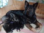 Te koop OUD DUITS HERDER puppy's pups met stamboom, Dieren en Toebehoren, Rabiës (hondsdolheid), 8 tot 15 weken, Meerdere, Meerdere dieren