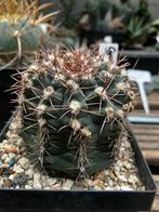 Gymnocalycium gaponii B42. Zeer oude plant., Huis en Inrichting, Kamerplanten, Ophalen of Verzenden, Halfschaduw, Minder dan 100 cm