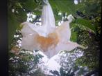 Brugmansia My Angel, Tuin en Terras, Planten | Tuinplanten, Vaste plant, Halfschaduw, Zomer, Ophalen
