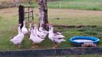 Jonge bonte ganzen, Dieren en Toebehoren, Pluimvee, Meerdere dieren, Gans of Zwaan