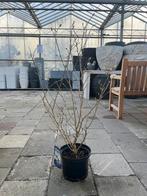 Magnolia Stellata - Sterrenmagnolia, Overige soorten, Vaste plant, Ophalen of Verzenden, Halfschaduw