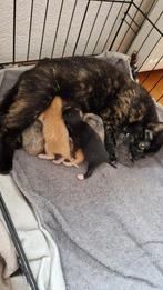 Merle / lapjes/ Grijs/ Zwarte Kittens.  prachtige kittens, Dieren en Toebehoren, 0 tot 2 jaar