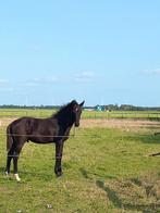 Zwart hengstveulen Nalegro x Elite Elton x Jazz, Dieren en Toebehoren, Paarden, Niet van toepassing, Dressuurpaard, 0 tot 2 jaar