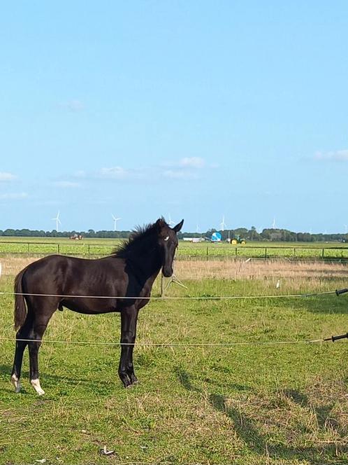 Zwart hengstveulen Nalegro x Elite Elton x Jazz, Dieren en Toebehoren, Paarden, Hengst, Niet van toepassing, 170 tot 175 cm, 0 tot 2 jaar