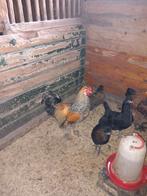 Haan kruising Brahma x cream-legbar, Dieren en Toebehoren, Pluimvee, Mannelijk, Kip