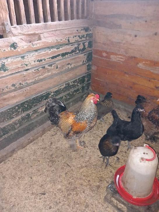 Haan kruising Brahma x cream-legbar, Dieren en Toebehoren, Pluimvee, Kip, Mannelijk