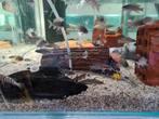 Julidochromis Marlieri Tanganyika Cichliden, Dieren en Toebehoren, Vissen | Aquariumvissen, Vis, Zoetwatervis