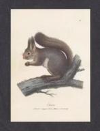 Eekhoorn op Tak Ansichtkaart., Verzamelen, Ansichtkaarten | Dieren, Ophalen of Verzenden, 1980 tot heden, Ongelopen, Knaagdier