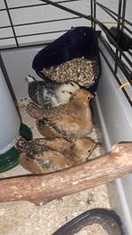 Kuikens, cochin, groningermeeuw, sabelpoot., Dieren en Toebehoren, Pluimvee, Geslacht onbekend, Kip