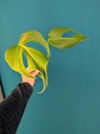 Philodendron Burle Marx Flame grote kopstek, Huis en Inrichting, Kamerplanten, Ophalen of Verzenden, Halfschaduw, Minder dan 100 cm