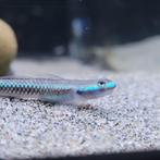 Blauwe gobie - Stiphodon sp. blue, Dieren en Toebehoren, Vissen | Aquariumvissen, Vis, Zoetwatervis