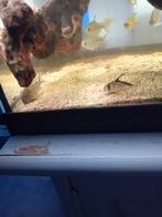 Corydoras te ruil, Dieren en Toebehoren, Vis