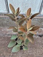 Kalanchoe orygalis p17, Ophalen of Verzenden, Halfschaduw, Minder dan 100 cm