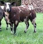 Bonte ooilam zwoeger/scrapie vrij, Vrouwelijk, Schaap