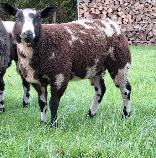 Bonte ooilam zwoeger/scrapie vrij, Dieren en Toebehoren, Schapen, Geiten en Varkens, Schaap, Vrouwelijk