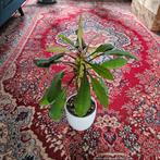 Madagascar Jewel groot, Ophalen, Overige soorten, Halfschaduw, In pot