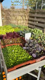 Losse groente plantjes, Tuin en Terras, Ophalen, Volle zon, Groenteplanten, Eenjarig
