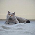Britse korthaar dekkater niet te koop met stamboom, Dieren en Toebehoren
