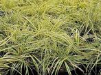 Carex Evergold, Tuin en Terras, Halfschaduw, Vaste plant, Siergrassen, Lente
