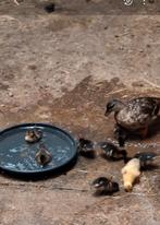 Jonge bonte kwaker eenden, Dieren en Toebehoren, Pluimvee, Meerdere dieren, Eend