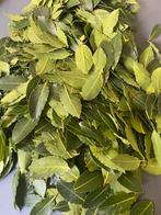 LAURİERBLAD 100 gram €24, Ophalen of Verzenden, Voorjaar, Volle zon, Zaad