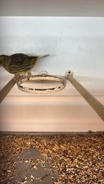 4 kanarie (fife fancy) pop 2025, Dieren en Toebehoren, Vrouwelijk, Kleurkanarie