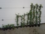Klimop hedera hibernica, hedera helix, Ophalen, Overige soorten, Haag, 100 tot 250 cm