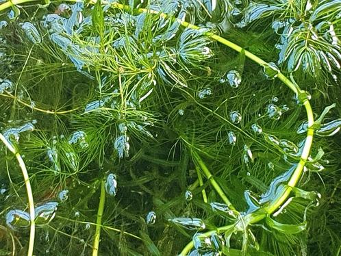 Zuurstofplanten voor in de vijver, aquarium, Tuin en Terras, Vijvers, Nieuw, Ophalen of Verzenden