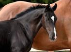 Knap zwart hengst veulen, Hengst, Minder dan 160 cm, Dressuurpaard, 0 tot 2 jaar