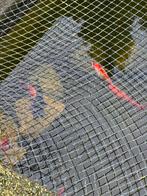 2 soorten vissen forel/winde achtige, Dieren en Toebehoren, Karper of Koi