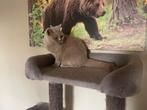 Stamboom britse korthaar poes, Dieren en Toebehoren, Katten en Kittens | Raskatten | Korthaar, Poes, Gechipt, 3 tot 5 jaar