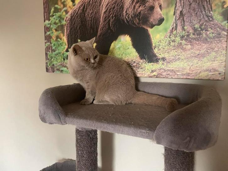 Stamboom britse korthaar poes, Dieren en Toebehoren, Katten en Kittens | Raskatten | Korthaar, Poes, 3 tot 5 jaar, Met stamboom