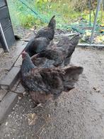 4 kippen te koop, Dieren en Toebehoren, Pluimvee, Vrouwelijk, Kip