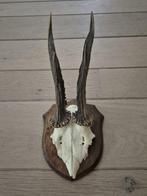 Mooi Ree gewei op eiken schild jacht mancave overkapping c38, Ophalen of Verzenden, Gebruikt, Hert, Gewei of Kop