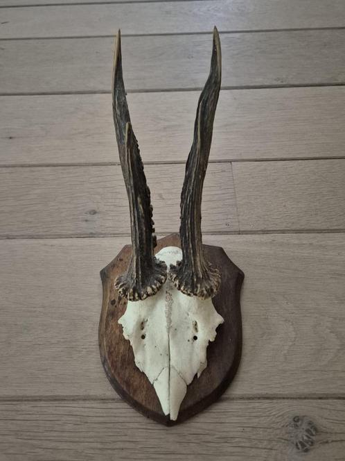 Mooi Ree gewei op eiken schild jacht mancave overkapping c38, Verzamelen, Dierenverzamelingen, Gebruikt, Gewei of Kop, Hert, Ophalen of Verzenden