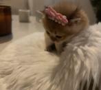 Britse korthaar fluffy