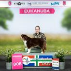 Mini aussies / Miniature American Shepherd pups, Dieren en Toebehoren, Nederland, Rabiës (hondsdolheid), 8 tot 15 weken, Meerdere