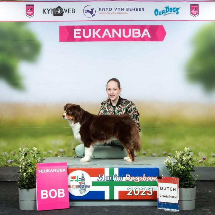 Mini aussies / Miniature American Shepherd pups, Dieren en Toebehoren, Honden | Herdershonden en Veedrijvers, Meerdere dieren