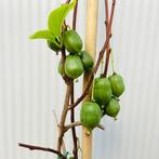Onbespoten fruitbomen en fruitstruiken uit onze kwekerij, Ophalen of Verzenden, 100 tot 250 cm, In pot, Overige soorten