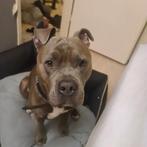 Bully pocket dekreu  (let op hond niet te koop), Dieren en Toebehoren, Honden | Bulldogs, Pinschers en Molossers, Reu, CDV (hondenziekte)
