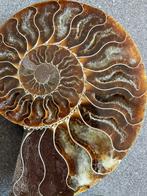 Ammoniet Madagaskar, Verzamelen, Mineralen en Fossielen, Ophalen of Verzenden, Mineraal