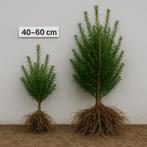 Taxus baccata, Ophalen, Taxus, Haag, Minder dan 100 cm