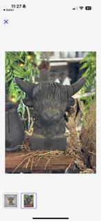 Gezocht schotse hooglander brynxz, Dieren en Toebehoren, Vermiste en Gevonden Dieren