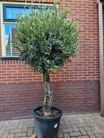Olijfbomen dikke en dunne stam - scherpe prijzen, Volle zon, Ophalen of Verzenden, Lente, 100 tot 250 cm