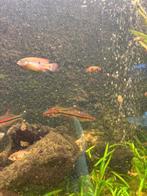 Jonge Red acara, Dieren en Toebehoren, Vis, Zoetwatervis