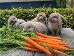 Franse hangoor, Dieren en Toebehoren, Konijnen, Meerdere dieren, Groot, Hangoor, 0 tot 2 jaar