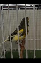 Harz canarie man, Dieren en Toebehoren, Vogels | Kanaries, Mannelijk