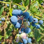 Verse onbespoten blauwe bessen,  Buitenpost/ Veenwouden., Ophalen