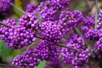 CALLICARPA Bodinieri 'Profusion ( NU Planttijd ) 70 cm hoog beschikbaar voor biedingen